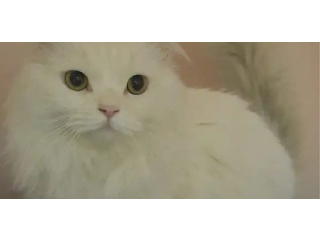 ٢ قط ذكر شيرازي بيو -مون فيس 2 male cats shrazi pure moon face